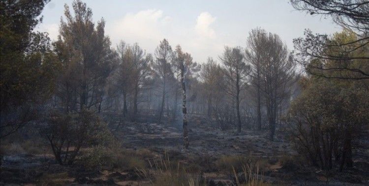 Cezayir'de son 24 saatte ormanları ve tarım alanlarını etkileyen 26 yangın söndürüldü