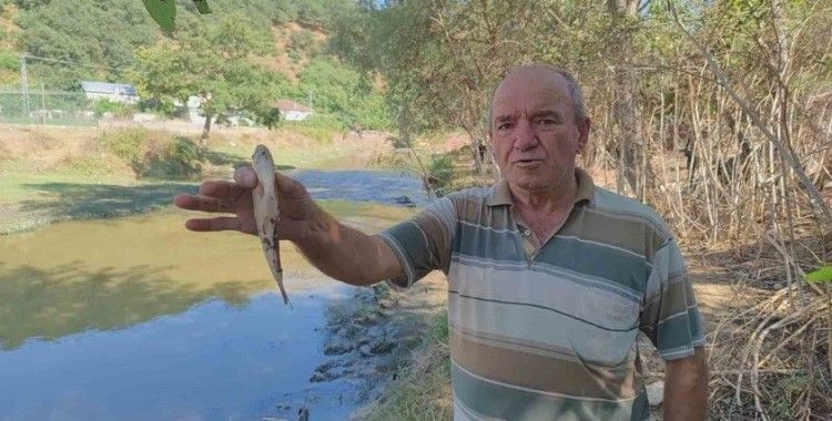 Eyüpsultan’da Alibey Barajı’na akan derede çok sayıda balık telef oldu: Vatandaşlar İSKİ’ye tepki gösterdi
