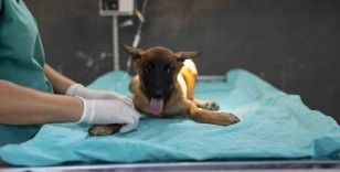 Sahibi tarafından terk edilen köpek, bakımevindeki tedaviyle iyileşiyor
