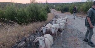 Kayıp koyunlar 12 saat sonra bulundu
