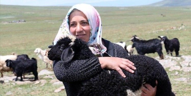 Ardahanlı kadın çiftçi, devlet desteğiyle küçükbaş havyan sayısını 30'dan 500'e çıkardı