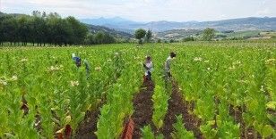 Bafra Ovası'nda tütün hasadı başladı