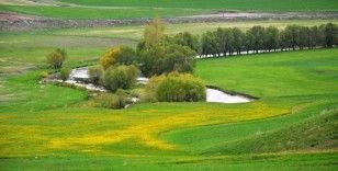 Doğu orman fakiri
