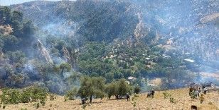 Aydın'da kontrol altına alınan ormanlık ve zeytinlik alandaki yangın yeniden yükseldi