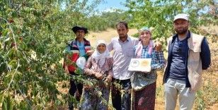 Coğrafi işaret onaylı Şaphane vişnesinin tescil ve kontrol çalışmaları
