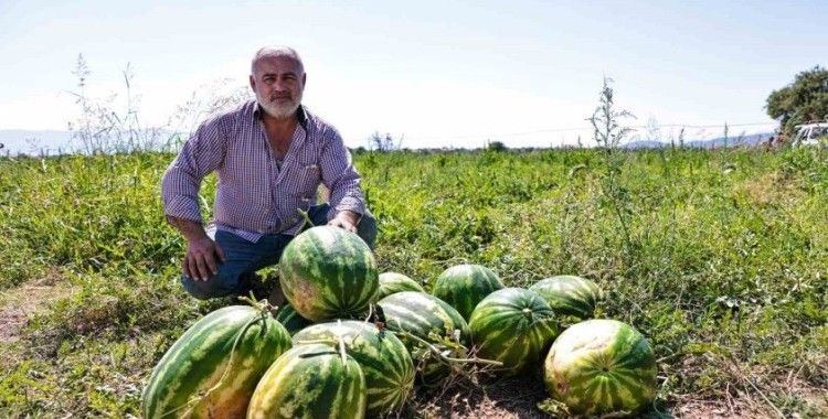 Denizli’de üreticinin elinde kalan karpuzları büyükşehir aldı
