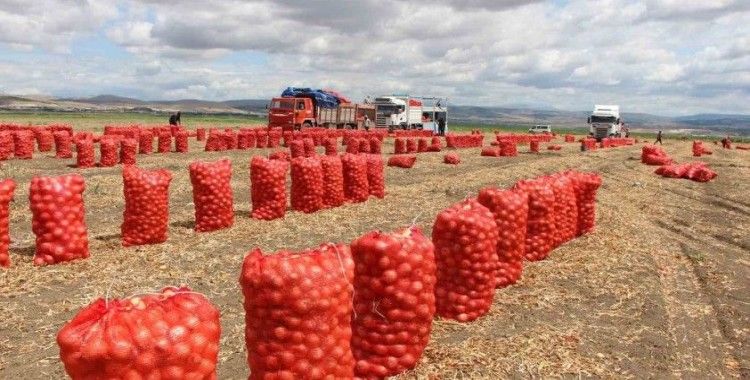 Amasya’da soğan tarlada 6 TL
