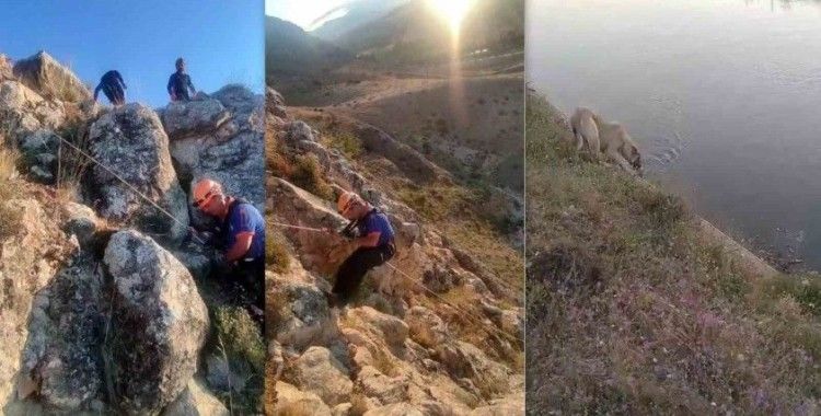 Kayalıklarda 5 gün mahsur kalan köpeği AFAD kurtardı
