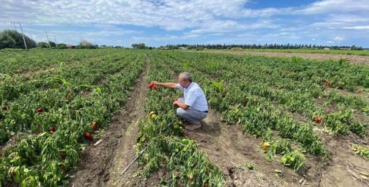 Bafra Ovası’nda ani sağanak kabusu: “Zararımız çok büyük"
