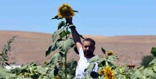 Ay çiçeği tarlalarında görsel şölen
