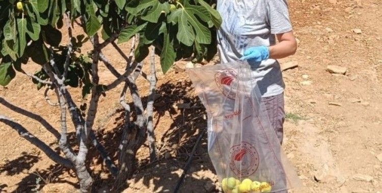 Bozdoğan’da incir üreticilerine hasat öncesi pestisit denetimi
