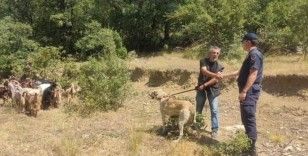 Kaybettiği  küçükbaş hayvanlarını jandarma buldu
