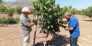 Erzincan’da ceviz yetiştiriciliği artıyor
