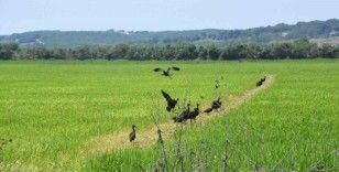 Sinop’ta nesli tükenmekte olan çeltikçi kuşlar görüntülendi
