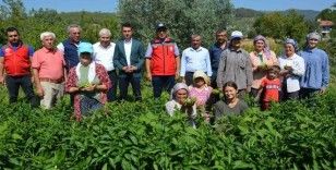 Bozdoğan’da turşuluk kardolua biber çeşidinin ilk hasadı yapıldı
