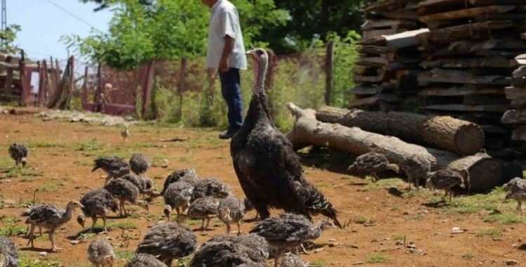 Hindi yetiştiriciliği gelir kapısı oldu
