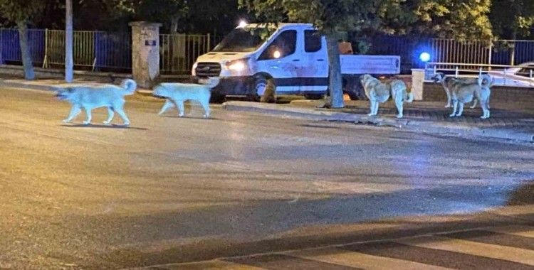 Sürü halinde gezen sokak hayvanları endişeye neden oluyor
