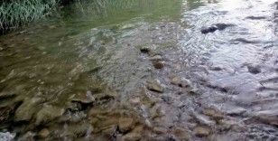 Gediz nehrinde balık ölümleri endişelendiriyor
