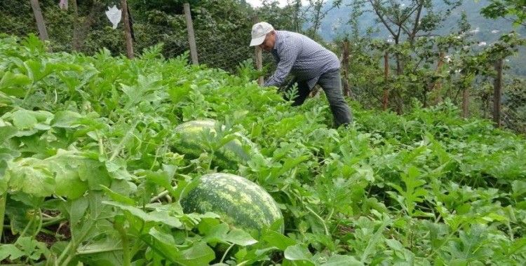 Giresun’da fındık üreticisi Adana karpuzu yetiştiriciliğine başladı
