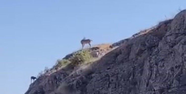 Nesli koruma altındaki dağ keçileri Harput’ta görüntülendi
