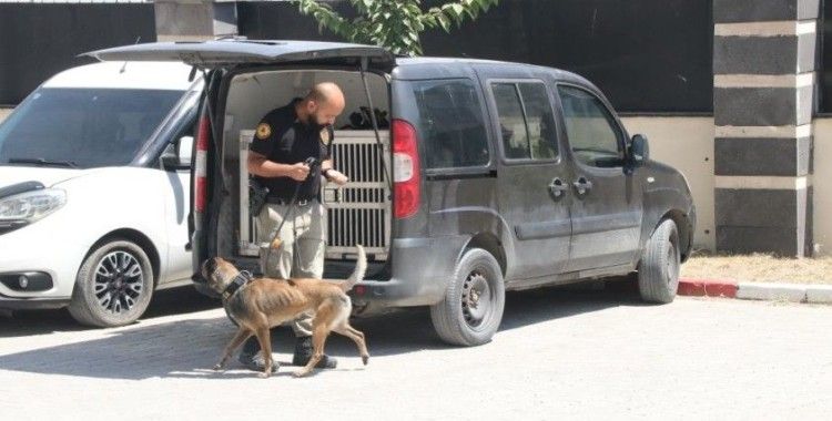 Narkotik köpeği Gill ilk görevinde uyuşturucuya geçit vermedi