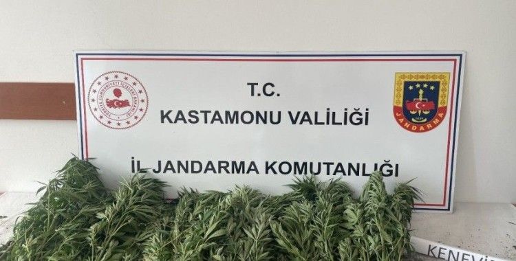 Kastamonu’da 132 kök kenevir ele geçirildi: 1 gözaltı
