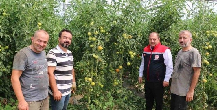 Erzincan, domates ve salatalıkta bölgeyi besliyor
