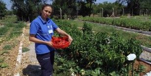 Türkiye’nin 81 iline ücretsiz dağıtılacak yerel tohum hazırlığı başladı
