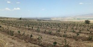 Niğde’de Tıbbi Aromatik Bitki Yetiştiriciliği Demonstrasyon Projesi hayata geçiyor
