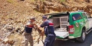 Çevre Doğa ve Hayvan Koruma timinden yaban keçisine yardım eli
