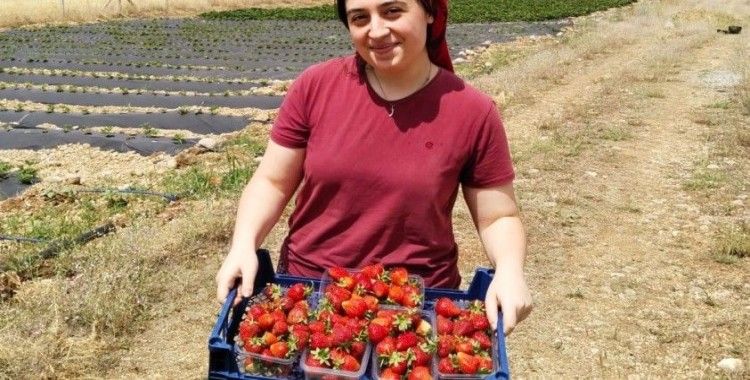 Erzincan’da ikinci çilek hasadı başladı
