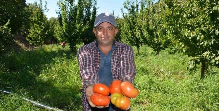 Nazilli’de domates hasat etkinliği yapıldı
