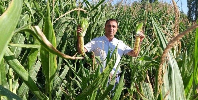 Beylikova Belediyesi hasat öncesi kontrolleri tamamladı
