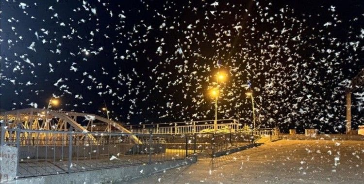 Ardahan'da mayıs sineklerinin toplu 'ölüm uçuşu' kar yağışını andırıyor