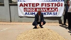 Şahinbey Belediyesi fıstık alımına başladı