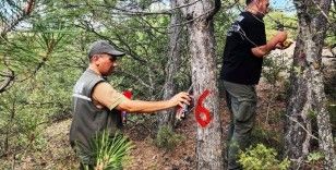 Kütahya’da hava kirliliği etkilerinin değerlendirilmesi için ormanlar gözlemleniyor
