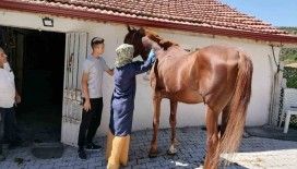 Tavşanlı’da atlarda sağlık taraması ve çip uygulaması
