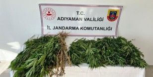 Jandarma ekipleri 102 kök kenevir bitkisi ele geçirdi