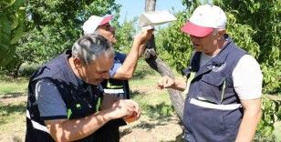 Akdeniz sineği Erzincan’ın meyve bahçelerini tehdit ediyor!
