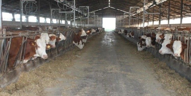 Erzincan’da buzağı desteği için başvurular başlıyor
