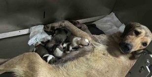 Otomobilin altında kalan hamile köpeğin imdadına hayvanseverler yetişti
