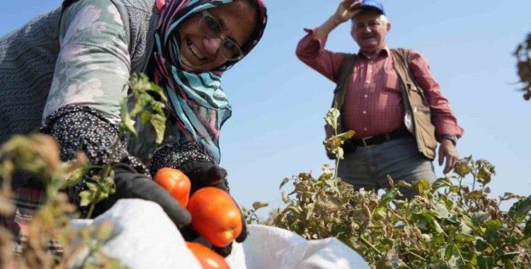 Domates tarlada kalmayacak, Bakanlıktan salça fabrikalarına destek geldi
