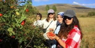 Erzincan’da kuşburnu, zorlu arazilerde toplanmaya başlandı
