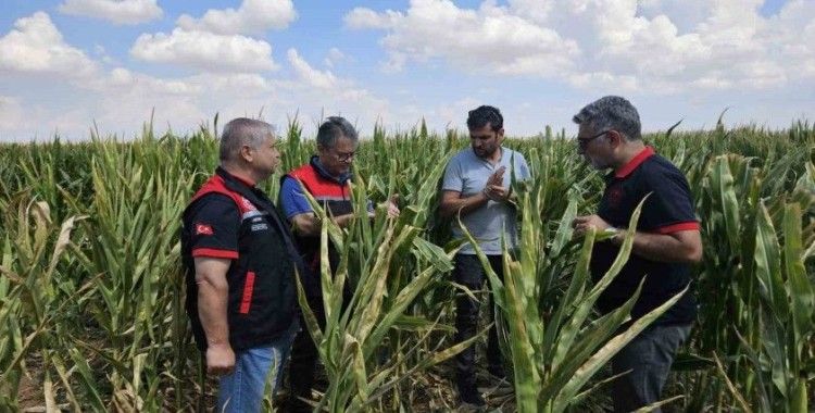 Eskişehir tohumluk üretimini 10 bin dekardan 200 bin dekara ulaştı
