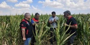 Eskişehir tohumluk üretimini 10 bin dekardan 200 bin dekara ulaştı
