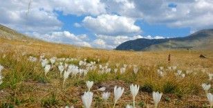 Gümüşhane dağlarında kışın habercisi "vargit" çiçekleri açtı
