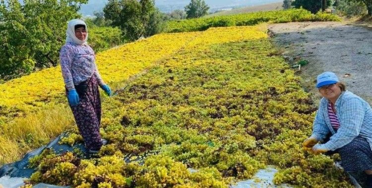 Yüksek sıcaklık üzümde kaliteyi arttırdı, verimi düşürdü
