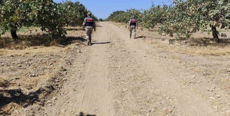 Şanlıurfa’da fıstık hırsızları suçüstü yakalandı
