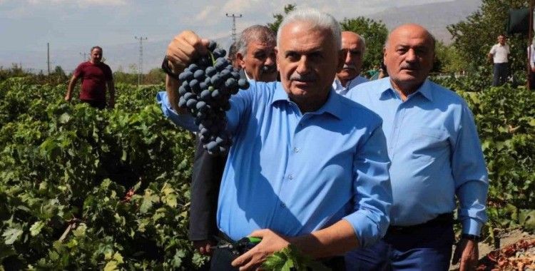 Yıldırım memleketinde Cimin üzümünün hasadına katıldı
