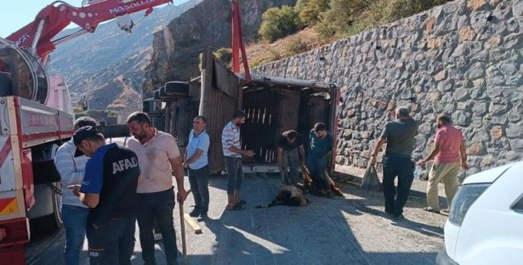 Bitlis'te tır devrildi: 100'den fazla küçükbaş hayvan telef oldu